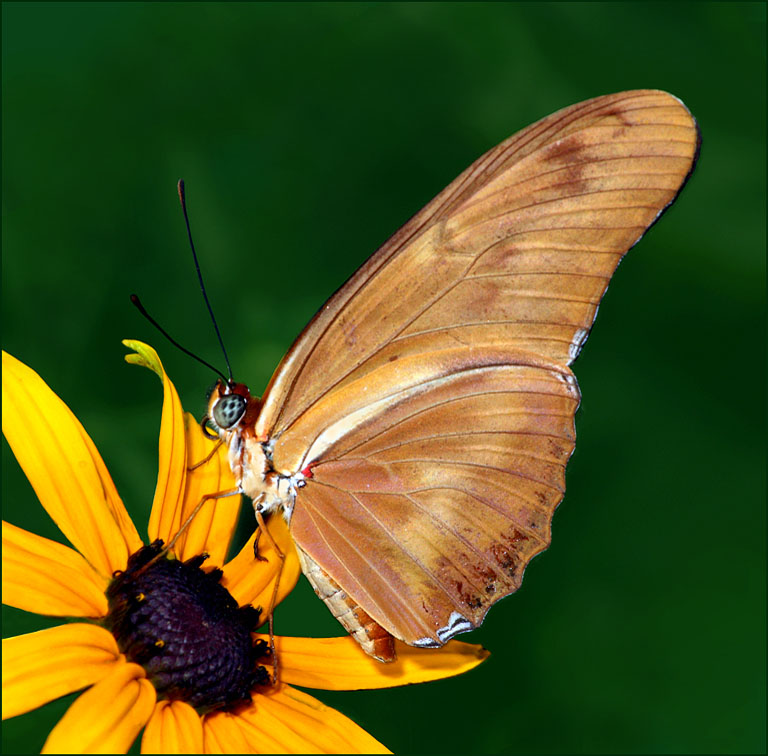 Julia Butterfly